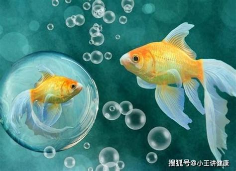 哪一種魚最好養